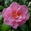 CamÃ©lia Donation - Camellia (x) Williamsii -Jardin De Fleurs Magasin Camelia Donation 83890 1