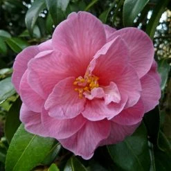 CamÃ©lia Donation - Camellia (x) Williamsii