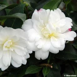 CamÃ©lia D'automne - Camellia Sasanqua Fuji No Yuki