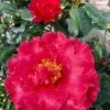 Camelia Holly Bright - Camellia Japonica 2 Camelia Holly Bright - Camellia Japonica -Jardin De Fleurs Magasin Camelia Holly Bright Camellia japonica copyright 852781 1