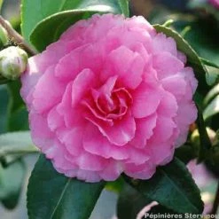 CamÃ©lia D'automne - Camellia Sasanqua Interlude