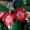 Camélia Lipstick - Camellia Japonica 2 Camélia Lipstick - Camellia Japonica -Jardin De Fleurs Magasin Camelia Lipstick Camellia japonica 83892 1