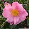 CamÃ©lia D'automne - Camellia Sasanqua Plantation Pink -Jardin De Fleurs Magasin Camelia Plantation Pink 7985 1