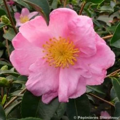 CamÃ©lia D'automne - Camellia Sasanqua Plantation Pink