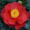 CamÃ©lia San Dimas - Camellia Japonica -Jardin De Fleurs Magasin Camelia San dimas Camellia japonica 82558 1