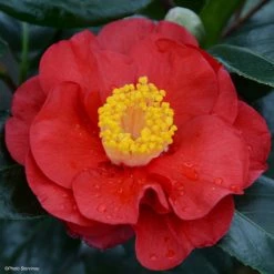 CamÃ©lia San Dimas - Camellia Japonica