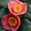 Camelia Sanpei Tsubaki - Camellia Japonica -Jardin De Fleurs Magasin Camelia Sanpei Tsubaki 85282 1