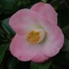 CamÃ©lia Sunny Side - Camellia Japonica -Jardin De Fleurs Magasin Camelia Sunny Side 85523 1