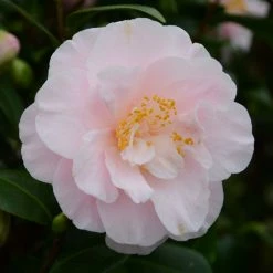 CamÃ©lia Virginia Robinson - Camellia Japonica
