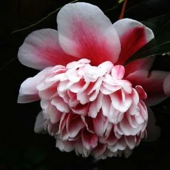 CamÃ©lia Volunteer - Camellia Japonica