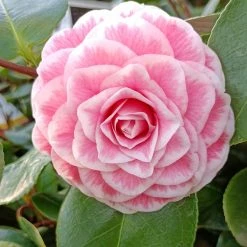 CamÃ©lia Classique - Camellia Tom Pouce