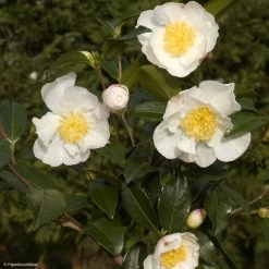 CamÃ©lia D'automne - Camellia Sasanqua Hinode-Gumo