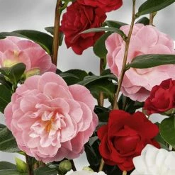 CamÃ©lia Du Japon - Camellia Three Sisters