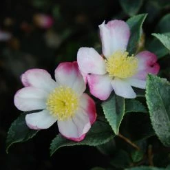 CamÃ©lia D'automne PanachÃ© - Camelia Sasanqua Variegata