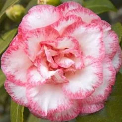 Camellia Betty's Beauty - CamÃ©lia Classique