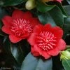 Camelia Bob's Tinsie - Camellia Japonica -Jardin De Fleurs Magasin Camellia Bob s Tinsie 85273 1