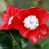 CamÃ©lia Bokuhan - Camellia Japonica -Jardin De Fleurs Magasin Camellia Bokuhan Arbustes 85266 1
