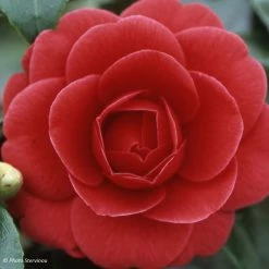 CamÃ©lia Coquetti - Camellia Japonica