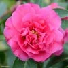 Camelia Fiesta Grande - Camellia (x) Reticulata -Jardin De Fleurs Magasin Camellia Fiesta Grande 85276 1
