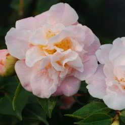 CamÃ©lia ChampÃªtre - Camellia High Fragrance