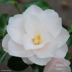 CamÃ©lia Hagoromo - Camellia Japonica