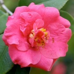 CamÃ©lia Lady Campbell - Camellia Japonica