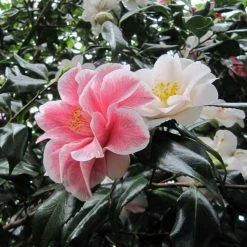 CamÃ©lia Lady Vansittart - Camellia Japonica