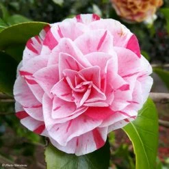CamÃ©lia Lavinia Maggi - Camellia Japonica