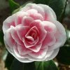 CamÃ©lia Classique - Camellia Look Away -Jardin De Fleurs Magasin Camellia Look Away copyright 7817121 1