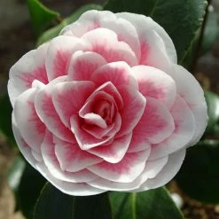CamÃ©lia Classique - Camellia Look Away