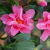 CamÃ©lia Lucky Star - Camellia (x) Williamsii -Jardin De Fleurs Magasin Camellia Lucky star IF 17346 1