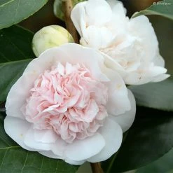 CamÃ©lia Marie-Galante - Camellia Japonica