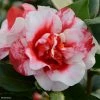 CamÃ©lia Midnight Variegated - Camellia Japonica -Jardin De Fleurs Magasin Camellia Midnight variegated IF 16643 1