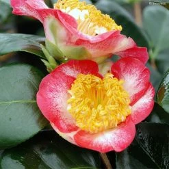 CamÃ©lia Okan - Camellia Japonica De Higo