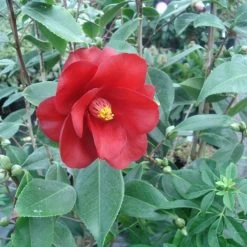 CamÃ©lia Classique - Camellia Royal Velvet