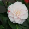 CamÃ©lia Stacy Susan - Camellia Japonica