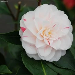 CamÃ©lia Stacy Susan - Camellia Japonica