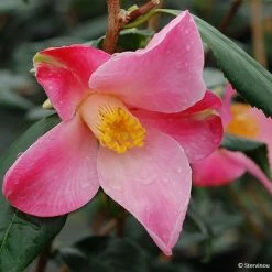 CamÃ©lia Tulip Time - Camellia (x) Williamsii