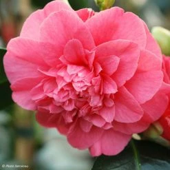 CamÃ©lia Chandleri Elegans - Camellia Japonica