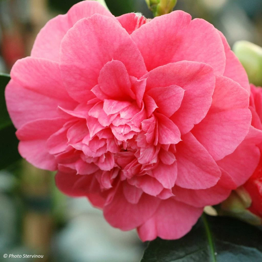 Camélia Chandleri Elegans - Camellia Japonica 1 Camélia Chandleri Elegans - Camellia Japonica