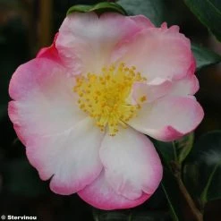 CamÃ©lia D'automne - Camellia Sasanqua Gay Border