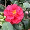 CamÃ©lia Blood Of China - Camellia Japonica -Jardin De Fleurs Magasin Camellia japonica Blood of China 87690 1