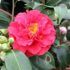 CamÃ©lia Blood Of China - Camellia Japonica