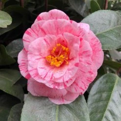 CamÃ©lia Traverso - Camellia Japonica