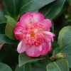 CamÃ©lia D'automne - Camellia Sasanqua Choji Guruma