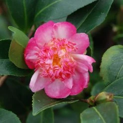 CamÃ©lia D'automne - Camellia Sasanqua Choji Guruma