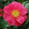Camélia D'automne - Camellia Sasanqua Sekiyo 2 Camélia D'automne - Camellia Sasanqua Sekiyo -Jardin De Fleurs Magasin Camellia sasanqua Sekiyo 85526 1