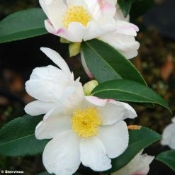CamÃ©lia D'automne - Camellia Sasanqua Survivor