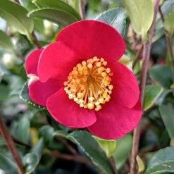 CamÃ©lia D'automne - Camellia Sasanqua Yuletide