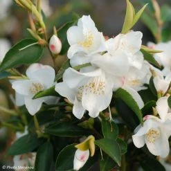 Camellia Transnokoensis - CamÃ©lia Botanique